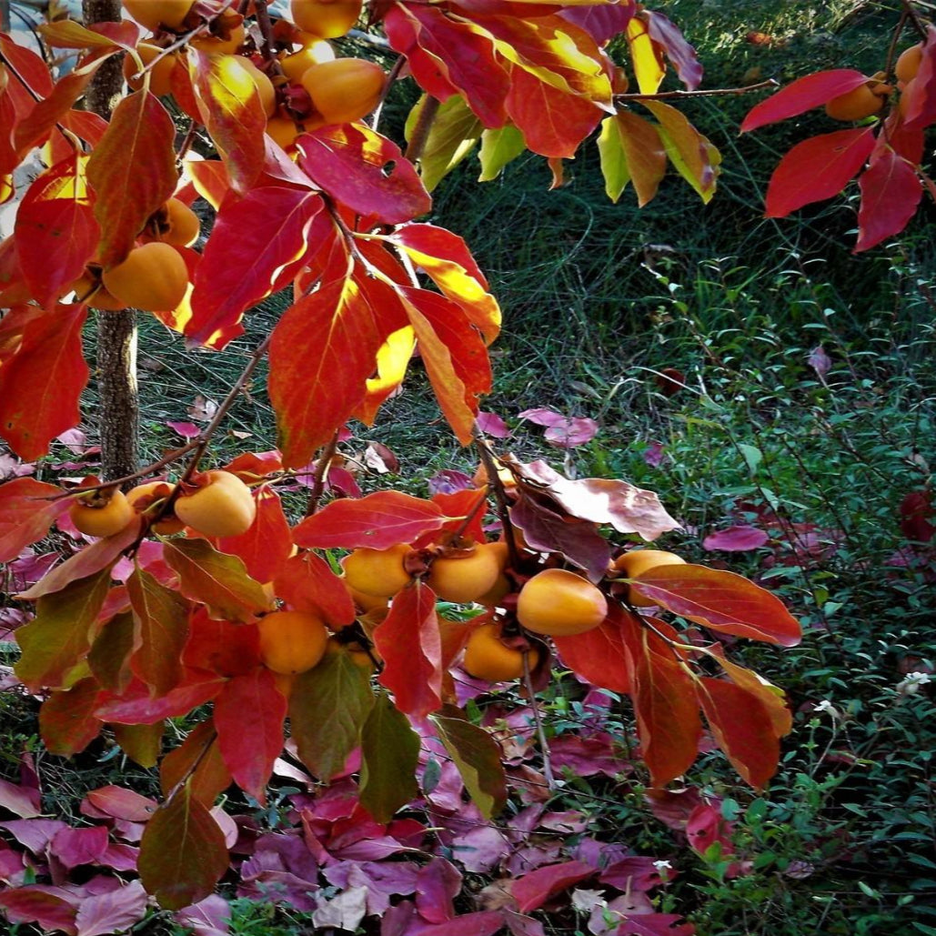 Fuyu Japanese Persimmon