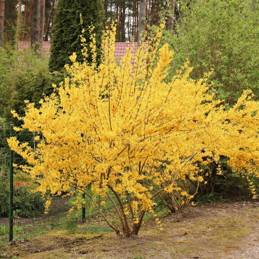 Lynwood Gold Forsythia Shrub
