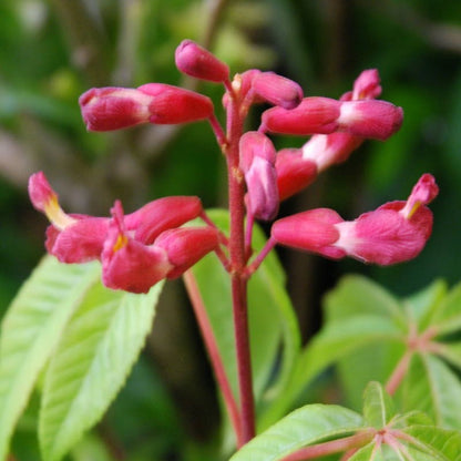 Red Buckeye Plant