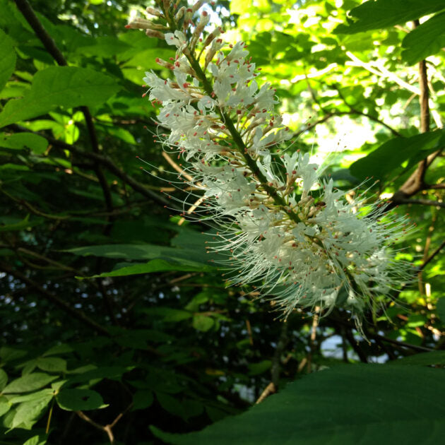 White Buckeye (Bottlebrush Buckeye)