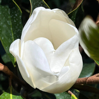 Little Gem Magnolia Tree with glossy green leaves