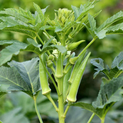 Okra Plant