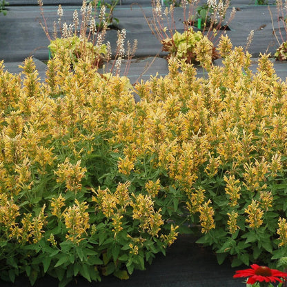 Agastache Poquito Series &