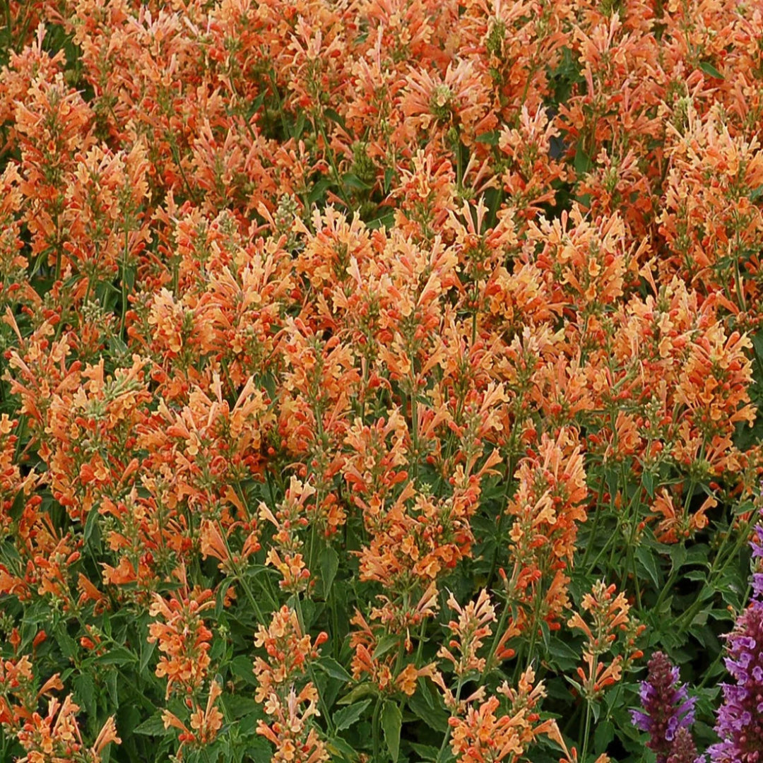 Agastache Poquito Series &