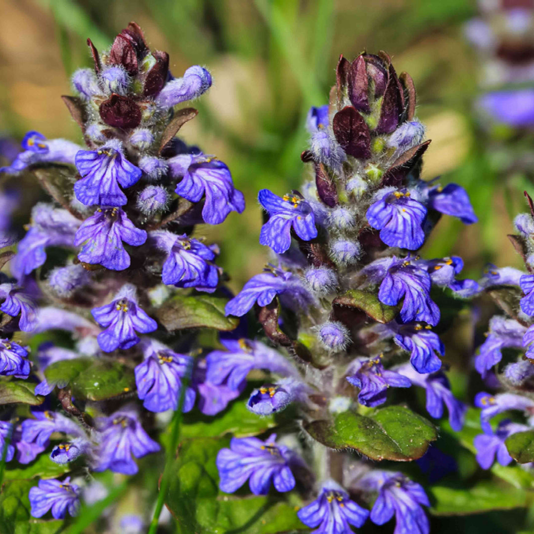 Ajuga Reptans &