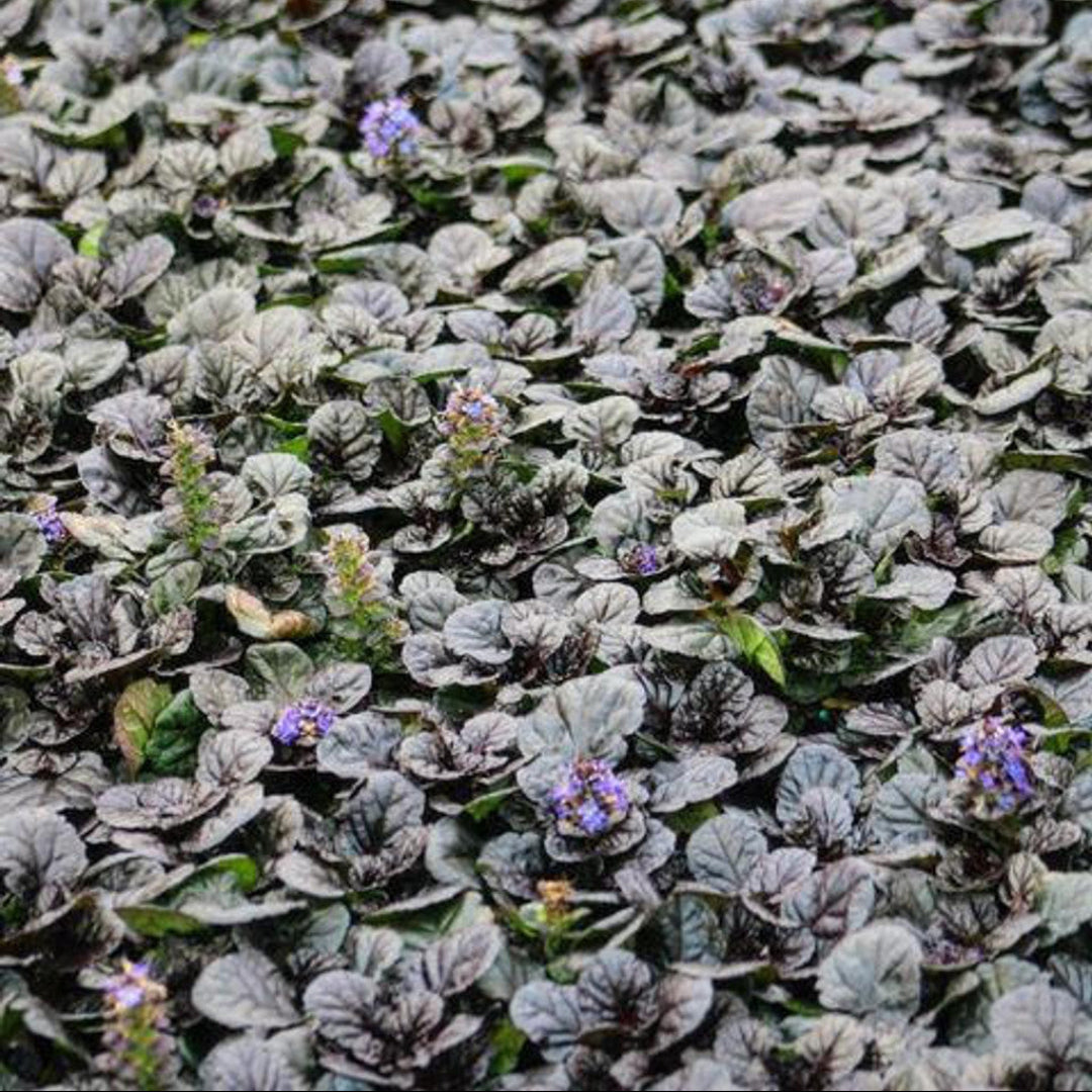 Potted Bronze Beauty Ajuga groundcover plant