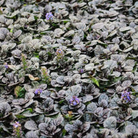 Potted Bronze Beauty Ajuga groundcover plant