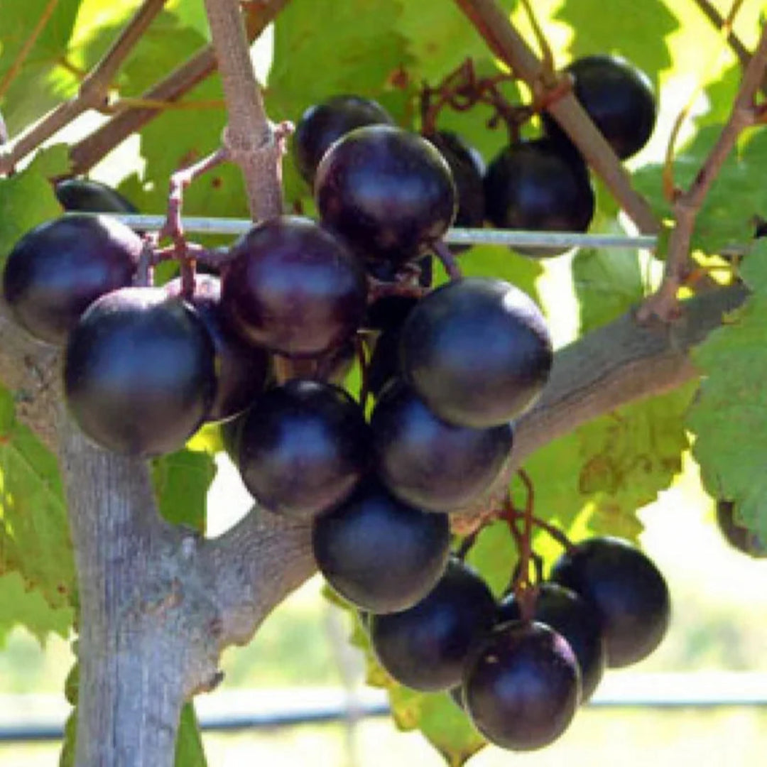 Alachua Muscadine Grape plant for sale showing healthy green leaves and young vine growth