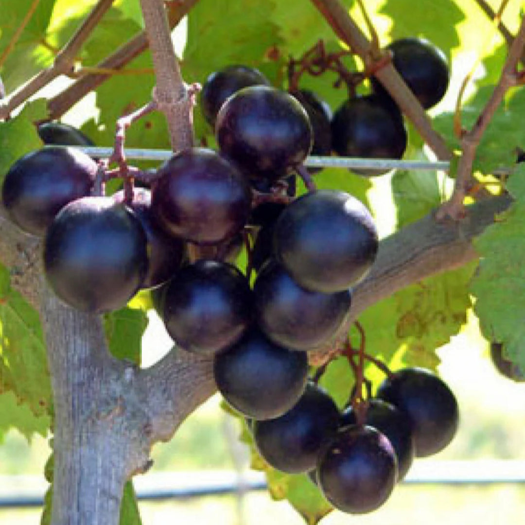 Alachua Muscadine Grape Shrub