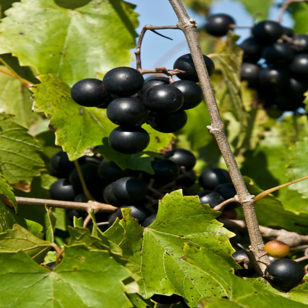 Southland Muscadine Grape Vine Shrub