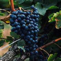 Deep red Cabernet Sauvignon grapes ready for harvest