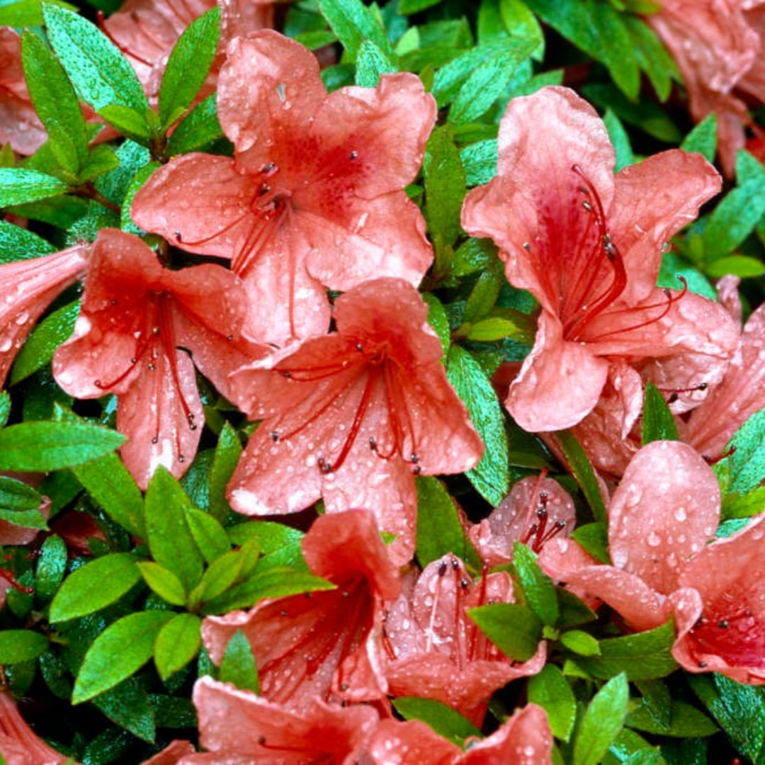 Alexander azalea Dwarf