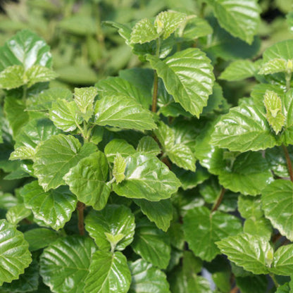All That Glitters Arrowwood Viburnum Shrub