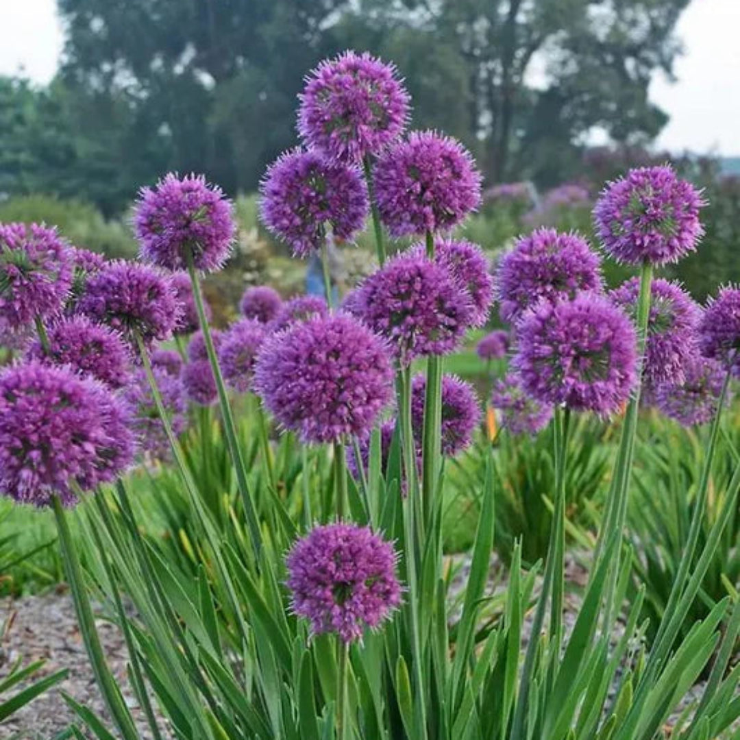 Allium &