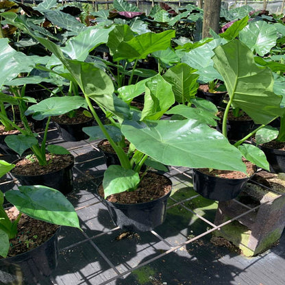 Borneo King Elephant Ear