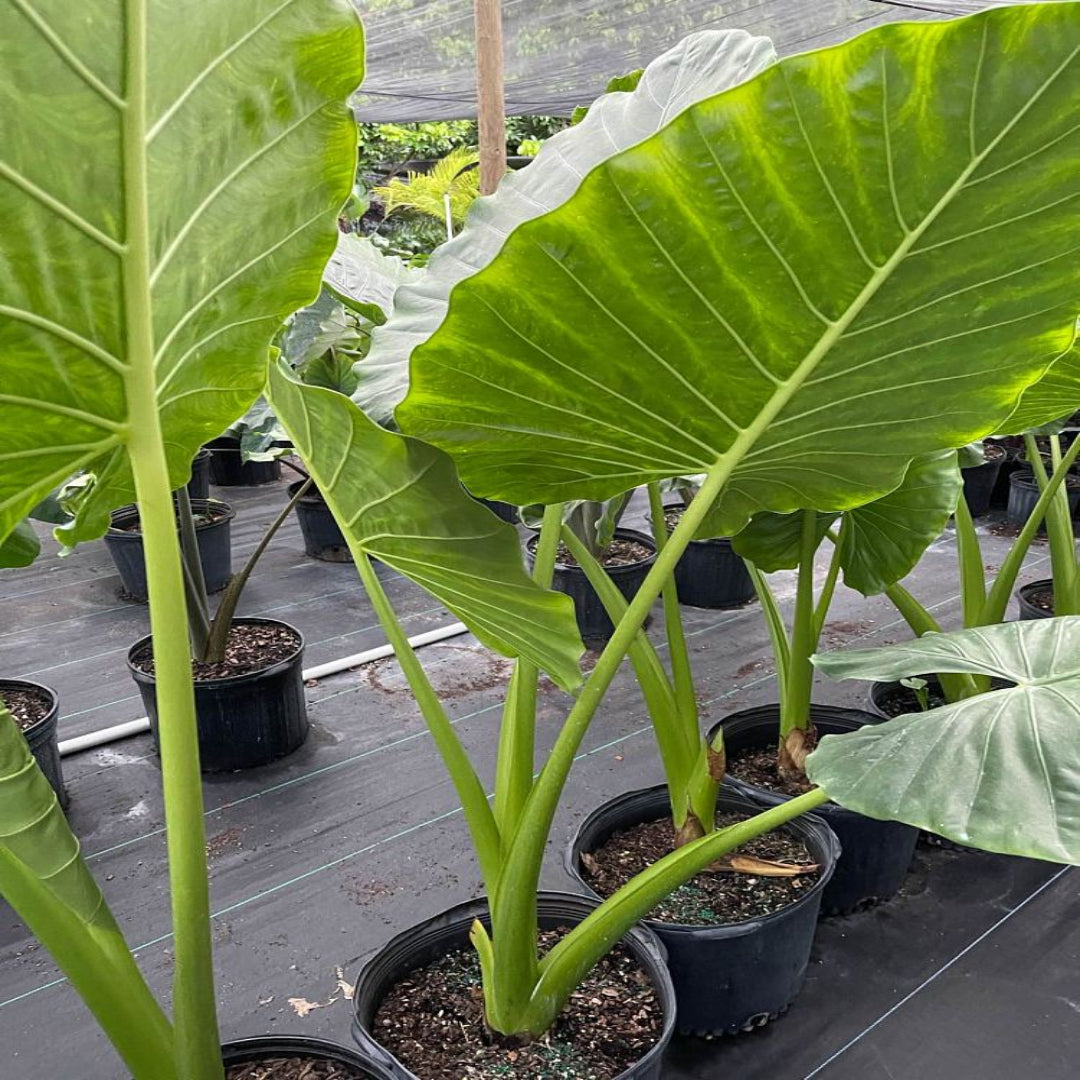 jumbo elephant ear plants Borneo King Elephant Ear