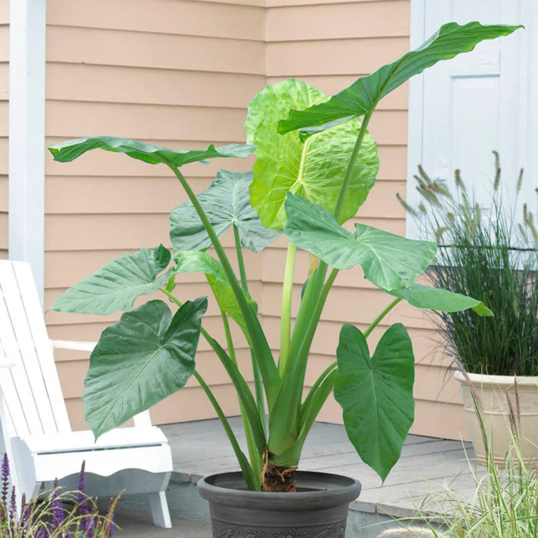 buy elephant ears plant Buy Elephant Ear Plants & Trees Online