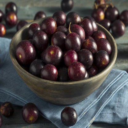 Georgia Red Muscadine