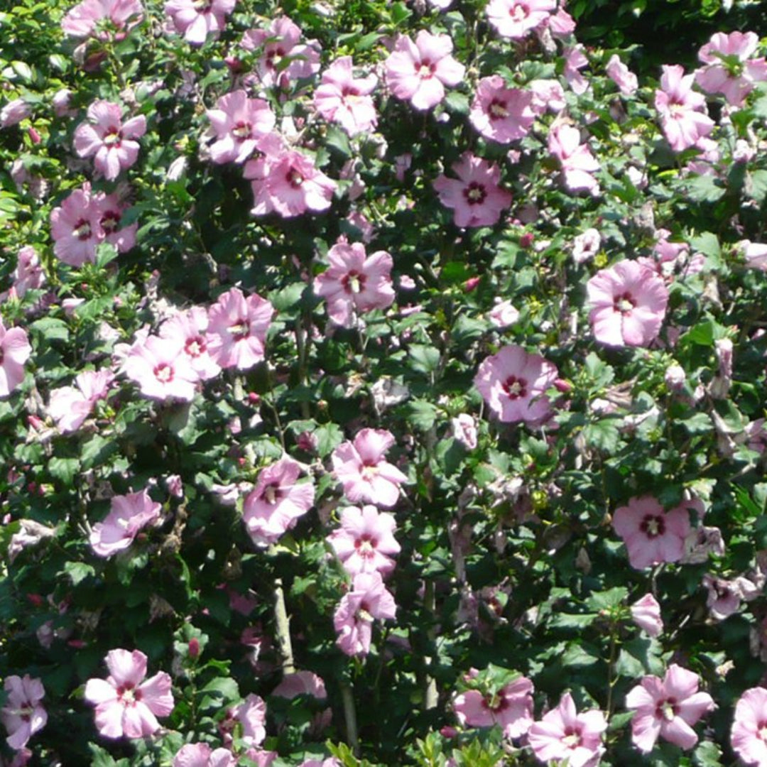 Pink Rose of Sharon shrub