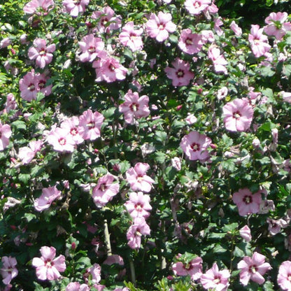 Pink Rose of Sharon shrub