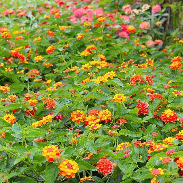 Lantana &