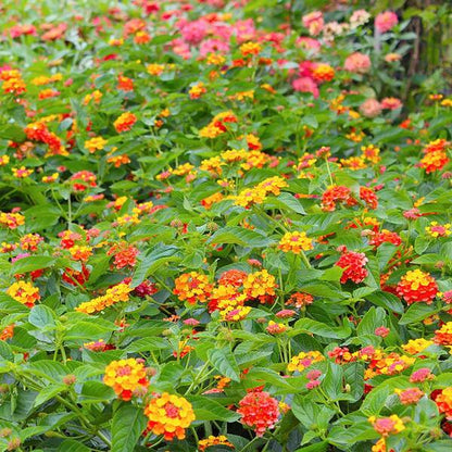 Lantana &