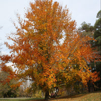 American Beech Tree