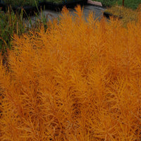 Amsonia hubrichtii ‘Butterscotch’ Blue Star Plant - [EG]