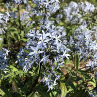 'Storm Cloud' Bluestar