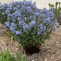 'Storm Cloud' Bluestar