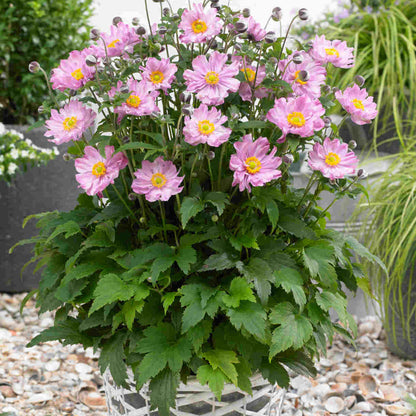 Anemone &