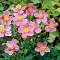 Anemone x hybrida 'September Charm'