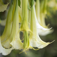 White Angel’s Trumpet Plant