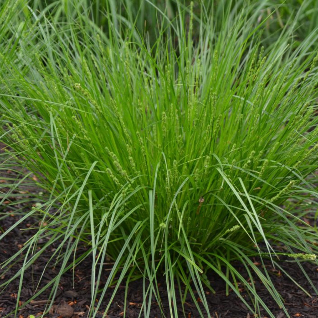Carex Appalachica Sedge