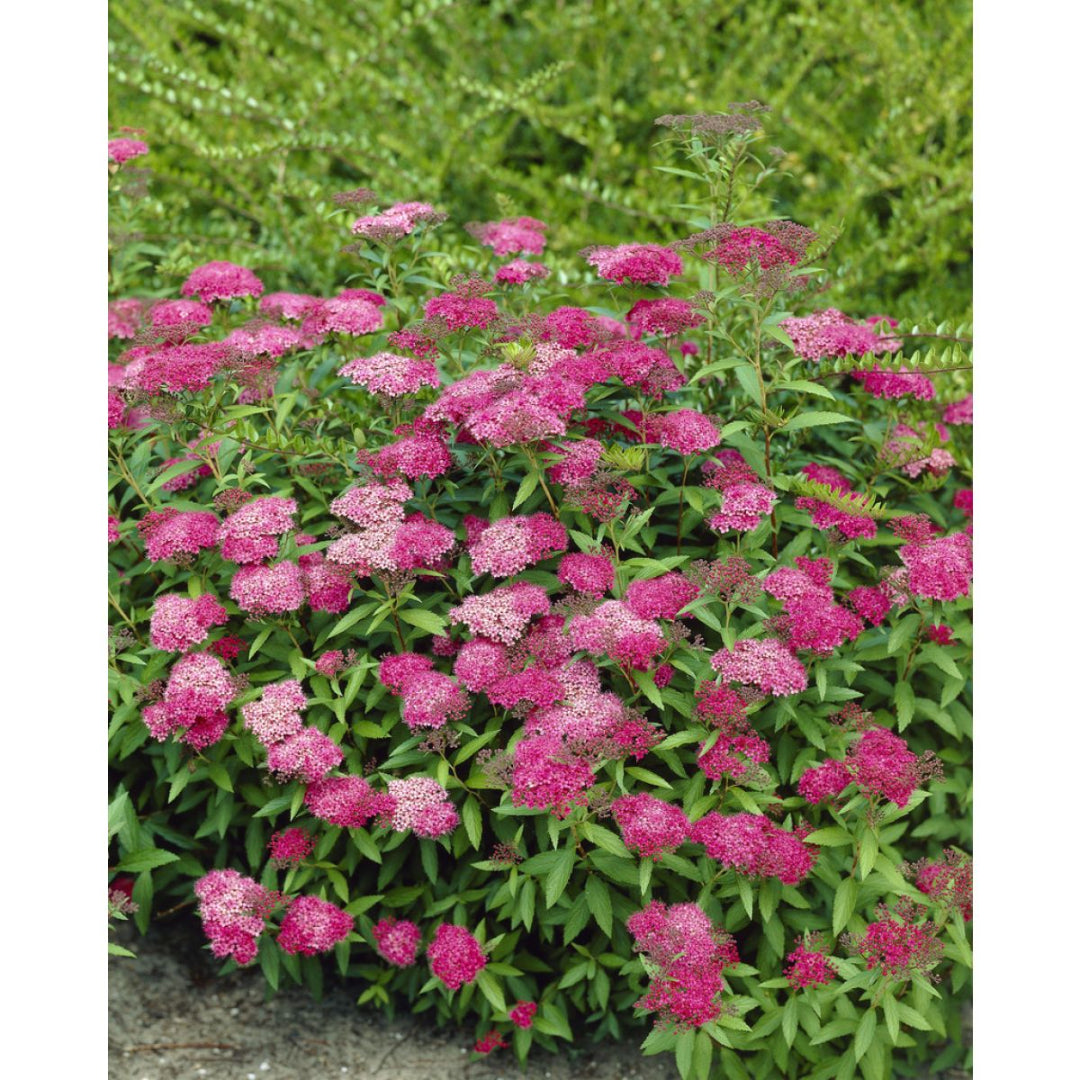 Close-up of Anthony Waterer Spirea flowering branches