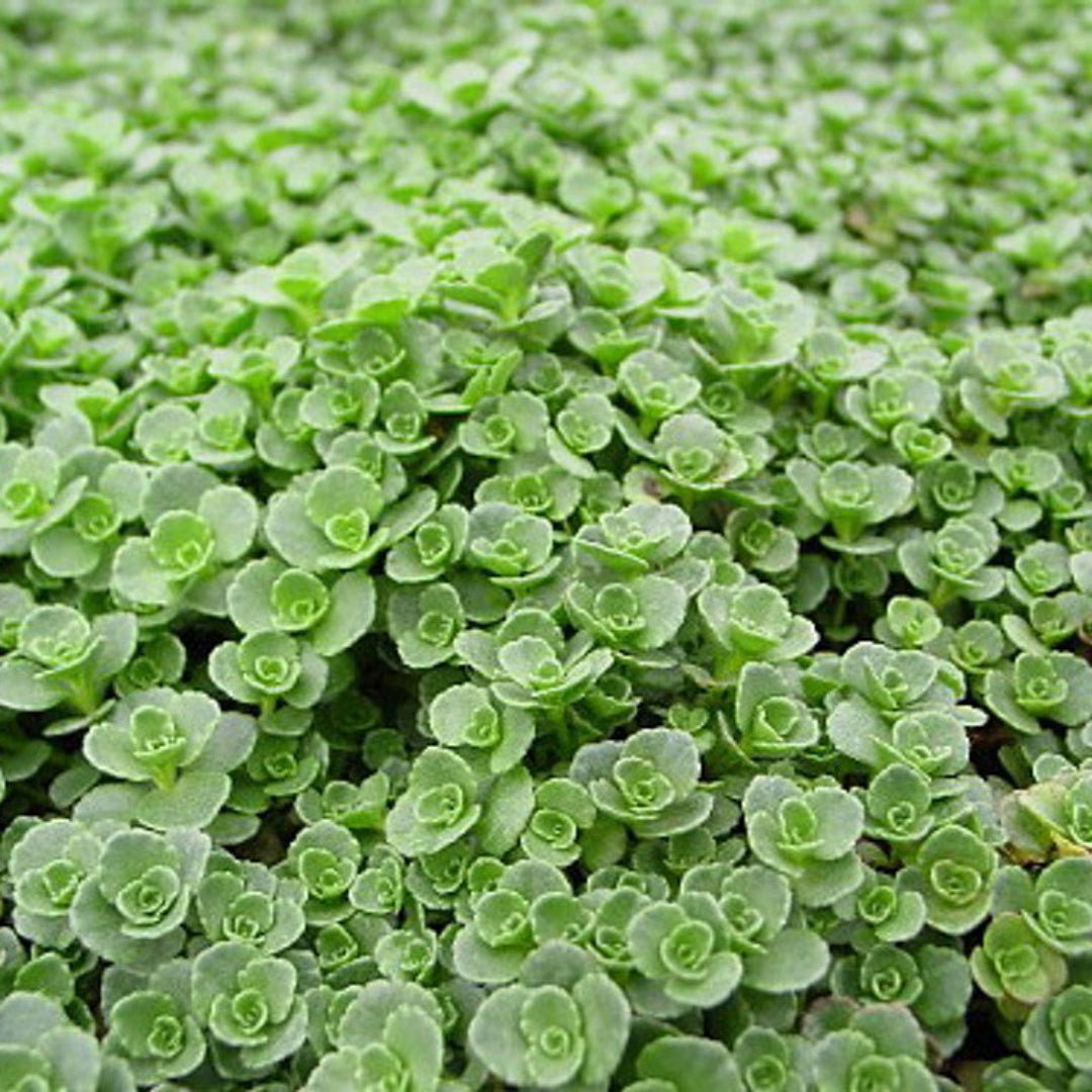 Sedum Spurium &