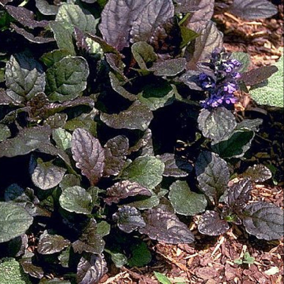 Ajuga reptans Bronze Beauty with blue flower spikes