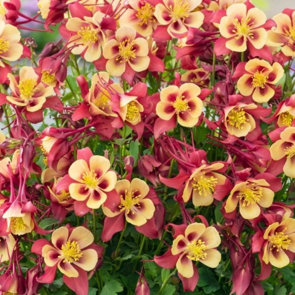 Aquilegia x Hybrid Earlybird Red Yellow (Columbine) - [EG]