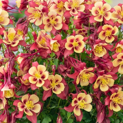 Aquilegia x Hybrid Earlybird Red Yellow (Columbine) - [EG]