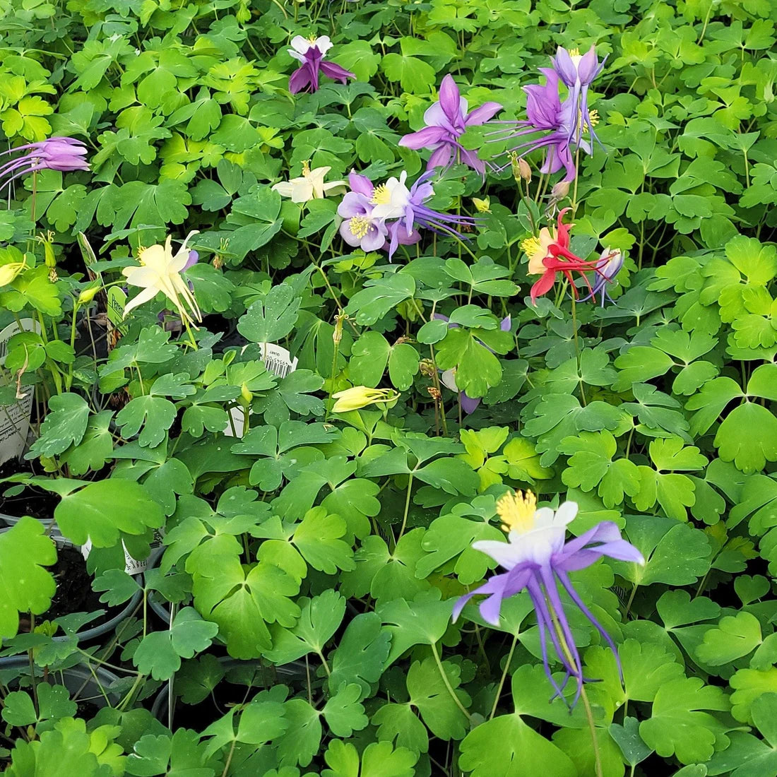 Aquilegia x hybrida Earlybird Mix (Columbine) - [EG]