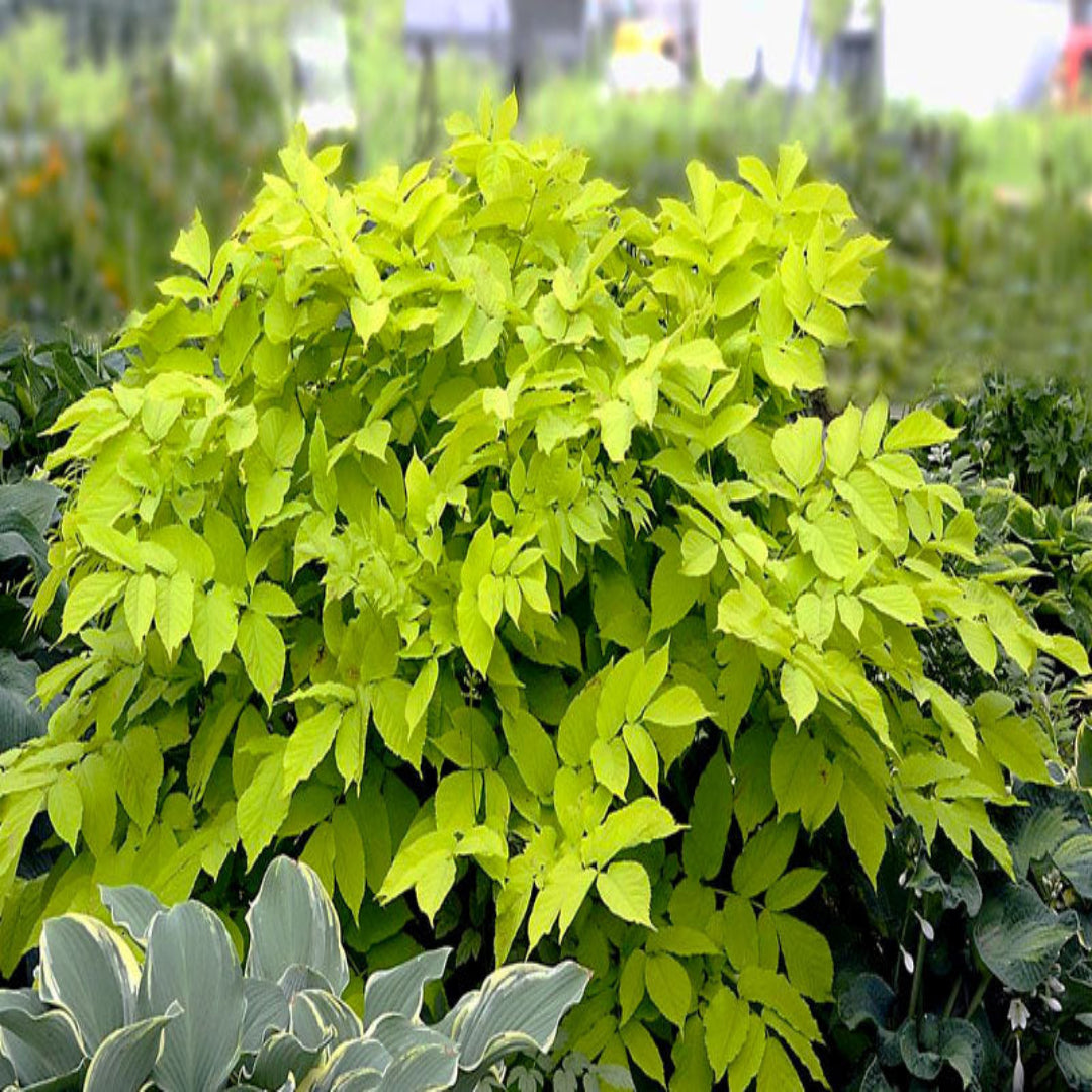 Sun King Golden Japanese Spikenard