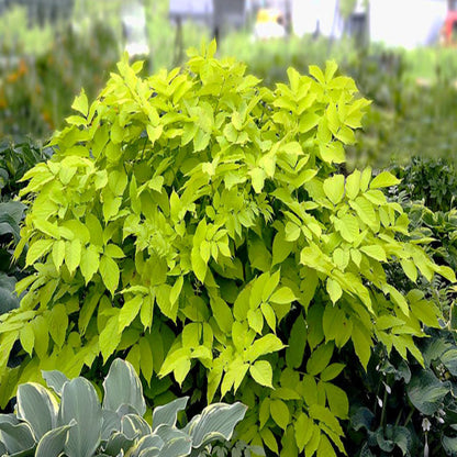 Sun King Golden Japanese Spikenard