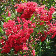 Arapaho Red Crape Myrtle Tree in Full Sun