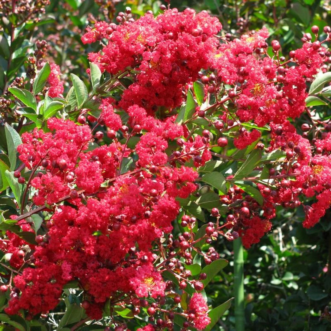 Arapaho Red Crape Myrtle Tree in Full Sun