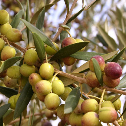 Arbequina Fruiting Olive, The Plant Will Produce Olive Fruits