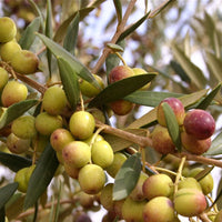Container-grown Arbequina olive tree with strong structure and vibrant leaves