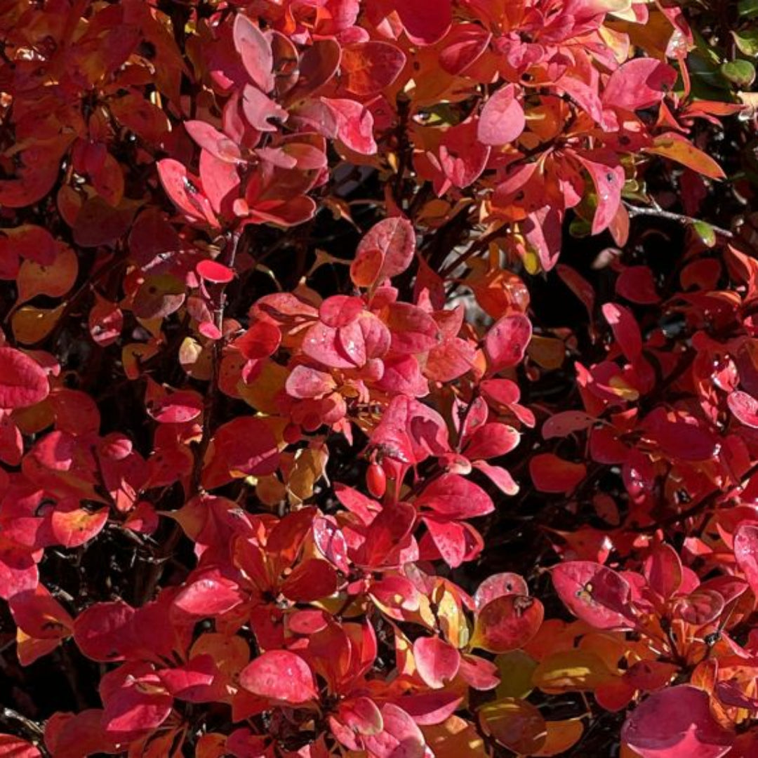 Barberry Sunjoy Tangelo