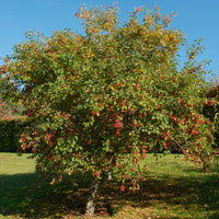 Jona Gold Apple