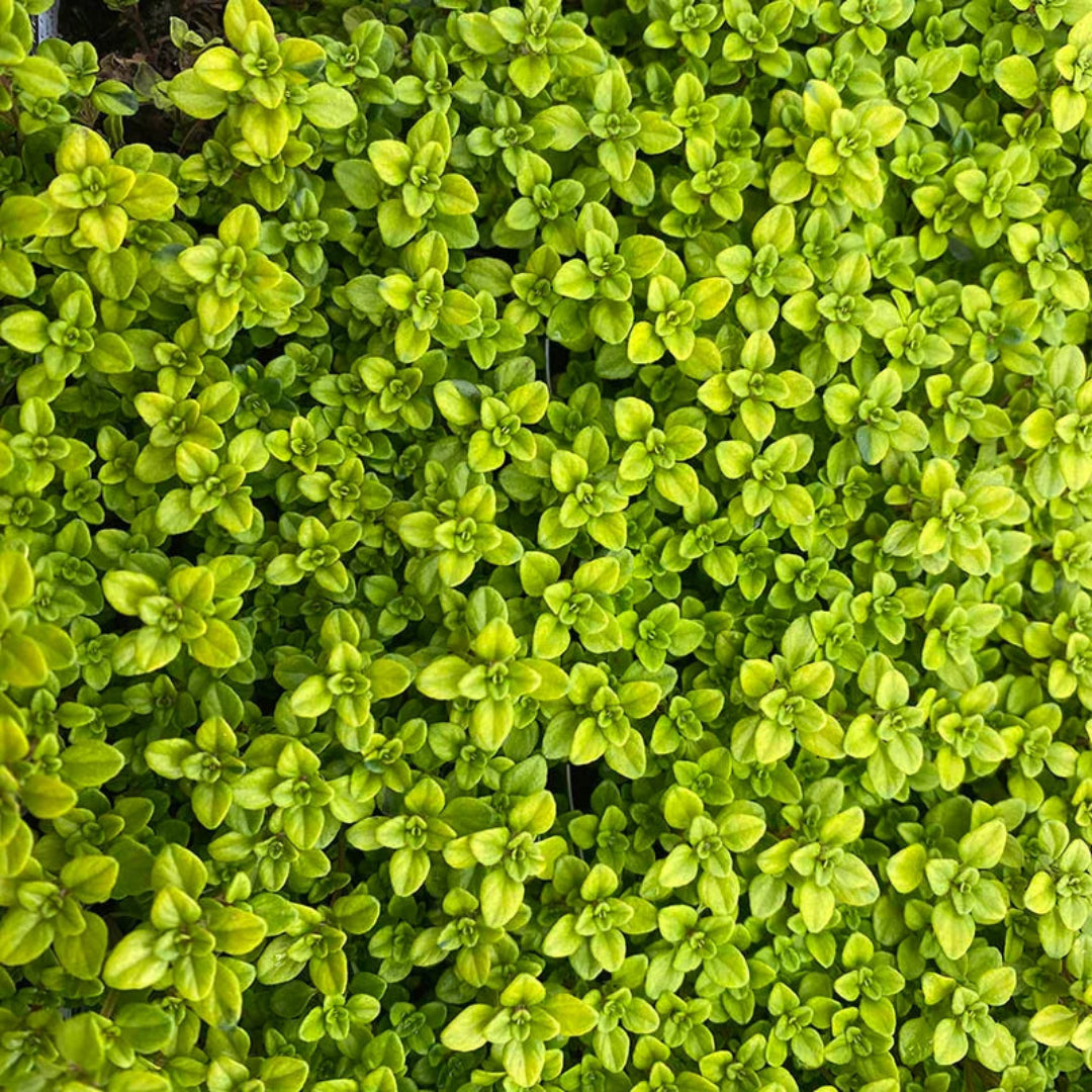 Thymus x citriodorus &
