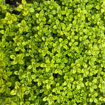 Thymus x citriodorus &